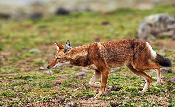 <strong>Le loup d’Abyssinie : Guide complet de cette race rare mais fascinante</strong>